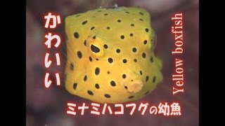 ミナミハコフグ 幼魚 水中映像 かわいい Yellow boxfish 大人気 アイドル [upl. by Hadden]