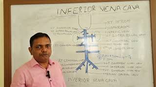 INFERIOR VENA CAVA ANATOMY ANATOMY LECTURE OF INFERIOR VENA CAVA [upl. by Adigirb]