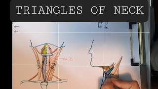 Anatomy of Triangles of Neck  Anterior amp Posterior triangles of Neck [upl. by Heer]