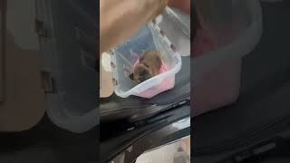 Je trouve un chiot dans les poubelles 😱 chiots poubelle abandoned viralshort youtube [upl. by Emlen]