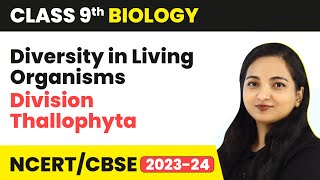 Division Thallophyta  Diversity in Living Organisms  Class 9 Biology  202324 [upl. by Anegue]