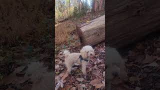 What is this I hear sound here Miniature Poodle in the Forest [upl. by Corbet]