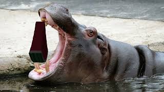 🦛 Efeito sonoro de hipopótamo roncando 🦛 Hippopotamus 🦛 Hipopotamo 🦛 カバ [upl. by Aitram]