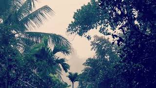 Beautiful Rainfall Among the Trees 🌲🌧️  Natures Serenityquot  Rain Sound for Relaxation [upl. by Ardy]