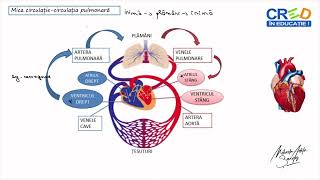 Mica circulație  circulația pulmonară [upl. by Pollack]