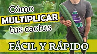 Cómo MULTIPLICAR tus CACTUS COLUMNARES  Método Esqueje 🔪🌵 [upl. by Betteann]