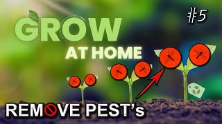 HOW TO NATURALLY REMOVE PEST’s FROM HOUSE PLANTS  GROW AT HOME 5  GROWWITHDEDUMOS [upl. by Anatolio]