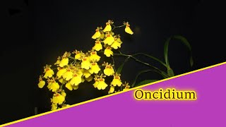 Basiswissen Kann ich der kleinen Oncidium helfen [upl. by Thom]