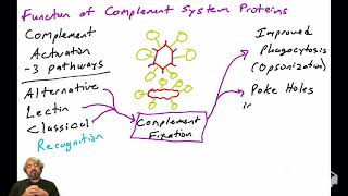 Introduction to the Complement System [upl. by Randall]