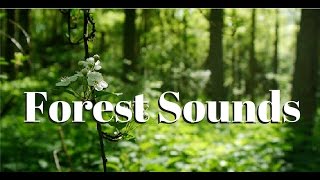 Nature sounds Meditation forest sounds of birds singing relaxation  4 minutes [upl. by Jonathan587]