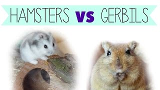 Hamsters VS Gerbils as pets [upl. by Oileve]