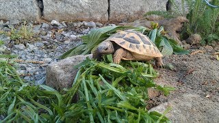 Griechische Landschildkröten  Terrarium einrichten [upl. by Rodney607]