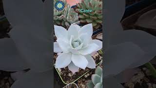 4 Echeverias Blue frill cante lilac frost y madiba [upl. by Hafler23]