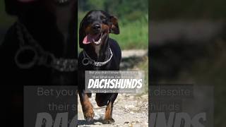 The Real Mighty Dog Dachshund Badger Dog [upl. by Uht]