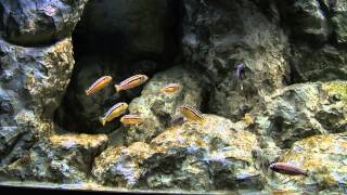 Melanochromis auratus 130x60x60 cm tank  III [upl. by Baun]