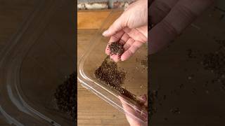 Let’s Save Some Seeds From the Garden seedsaving gardening [upl. by Aslin]