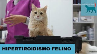 HIPERTIROIDISMO FELINO ¿Que es ¿a quien afecta A que edad DEBES revisar a TU GATO🐈 [upl. by Mccarthy]