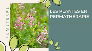 Les plantes en Permathérapie  la Fumeterre  Fumaria officinalis [upl. by Ridgley]