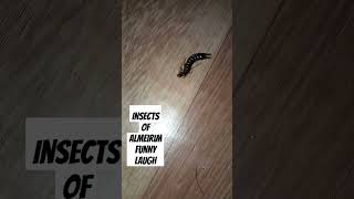 funnymemes Almeirim insects funnylaugh comedy [upl. by Nirraj684]