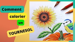 Comment colorier un TOURNESOL avec des CRAYONS de COULEUR  Coloriage pour adultes [upl. by Atnoid306]