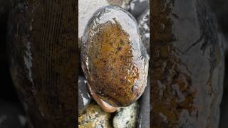 Black Thumbprint agate with a hint of limonite 👍agates agate agatehunting rockhounding [upl. by Ikeda]