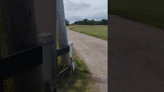 Stop at flashing light Golf ball coming from the left Falsterbo Golfklubb Sweden golf sweden [upl. by Nannoc613]