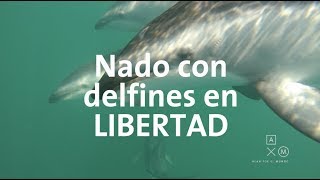 Nadé con delfines salvajes Nueva Zelanda 11 Alan por el mundo [upl. by Anilegna]