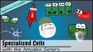 Specialized Cells Significance and Examples [upl. by Nauqe]