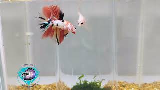 Betta Koi Media luna [upl. by Blackington]