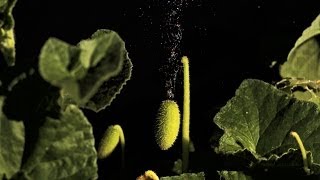 Exploding Cucumbers  Slo Mo 36  Earth Unplugged [upl. by Berardo]