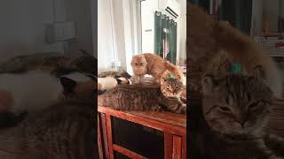 Mangosteen and Langon update vlog cat cats kitten animals [upl. by Derfniw]