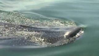 Isla Holbox con Tiburon Ballena [upl. by Gundry]