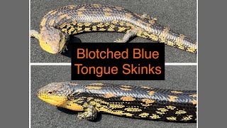 Blotched Blue Tongue Skinks [upl. by Amathist38]