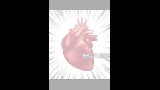 Anatomy of the heart Subscribe to my channel facts humananatomy science [upl. by Lisk]