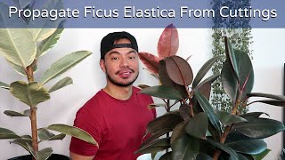 How to Repot and Propagate Your Rubber Plant  Ficus Elastica Houseplant [upl. by Cumings]