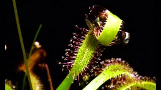 Drosera capensis vs fly [upl. by Connelly]