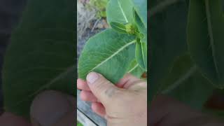 The Romaine Lettuce In The Backyard Garden Is Looking Amazing [upl. by Ernest]