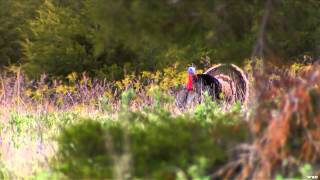 Primos  The Truth About Hunting  Turkeys in Nebraska [upl. by Chaffee]