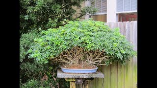 Schefflera Bonsai Schefflera arboricola [upl. by Anatole]