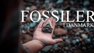 Alt du skal vide om fossiler  Din guide til fossiljagt i Danmark [upl. by Bausch750]