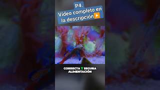 p4 splendidus reef documentary new marine fish ytshorts shortvideo clip new marine fyp [upl. by Thurmann]