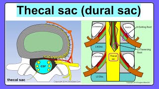 thecal sac [upl. by Anaes956]