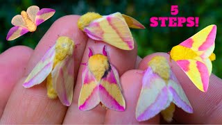 ROSY Maple MOTHS as PETS How to Breed them in 5 STEPS [upl. by Ellsworth]