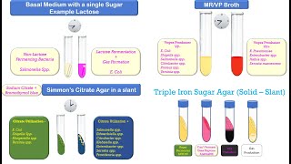 Biochemical Identification of Bacteria [upl. by Dnomal]