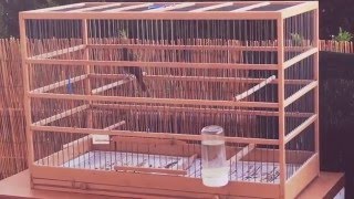 Common nightingale singing Αηδόνι luscinia megarhynchos [upl. by Randene]