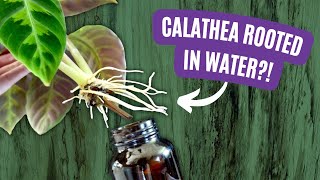 The Impossible Achieved Calathea Successfully Propagated In Water [upl. by Theall]