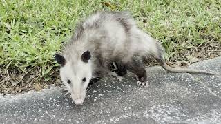 An Opossum Wanders Down the Street in Cocoa Beach Florida in 4k UHD [upl. by Abbott]