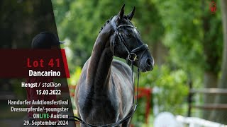 Auktionsfestival Lot 41 Dancarino Hengst v Dimaggio Black  Escolar [upl. by Ranson]