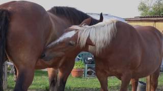 Kaltblüter Fellpflege  Draft horse grooming [upl. by Aicilas467]