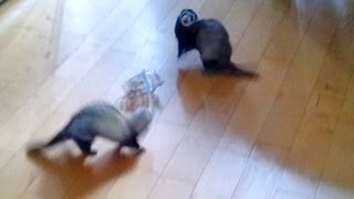 two ferrets playing [upl. by Cower]